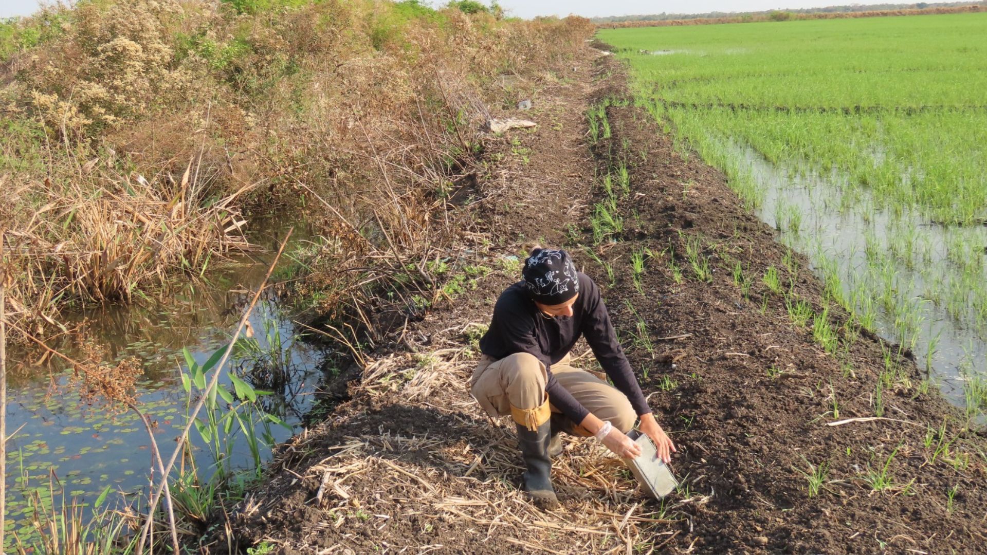 Ciência e indústria ainda avaliam pouco os impactos dos agrotóxicos na biodiversidade, mostra pesquisa da UFPB Ciência e indústria ainda avaliam pouco os impactos dos agrotóxicos na biodiversidade, mostra pesquisa da UFPB