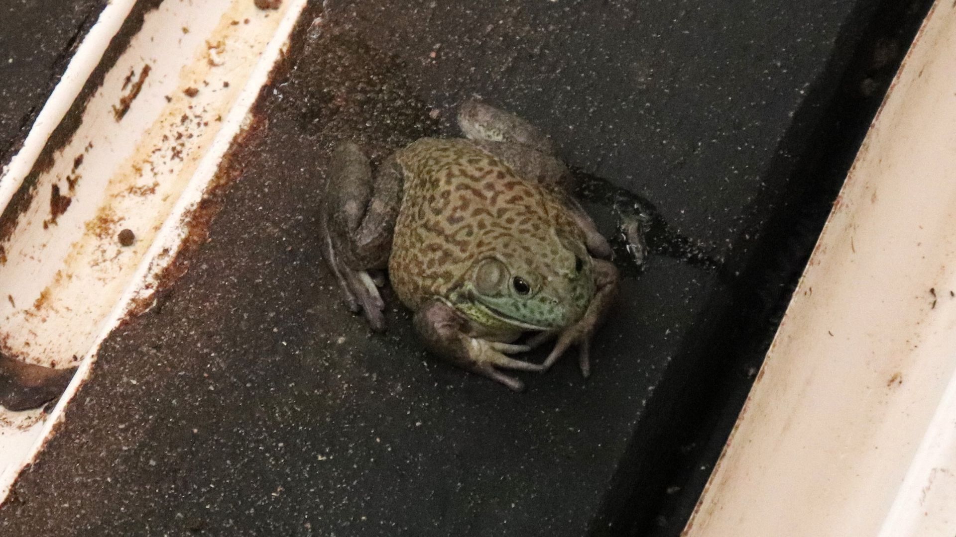 Reprodução de sapos, rãs e pererecas da caatinga pode ser prejudicada pelas mudanças climáticas Reprodução de sapos, rãs e pererecas da caatinga pode ser prejudicada pelas mudanças climáticas