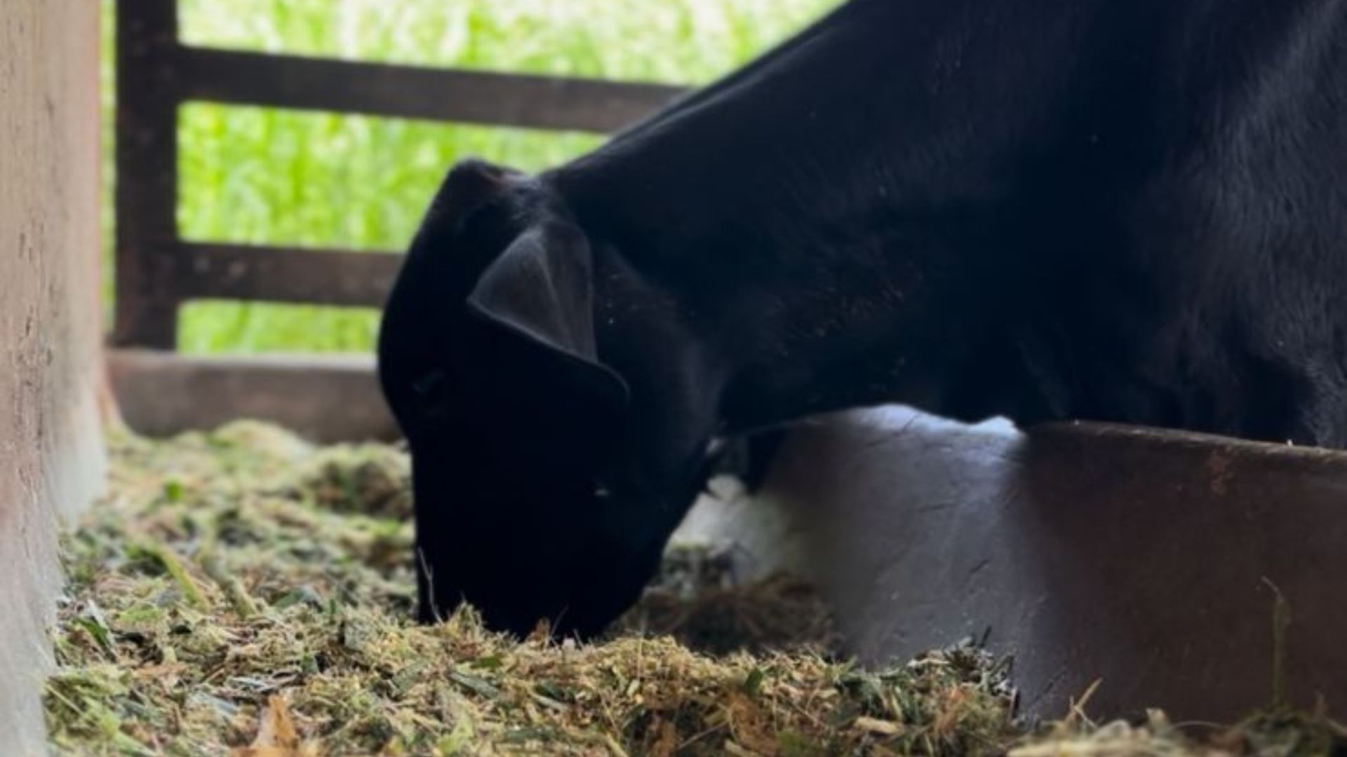 Leilão público da UFPB vai movimentar venda de 50 bovinos em Areia, no dia 31 de agosto